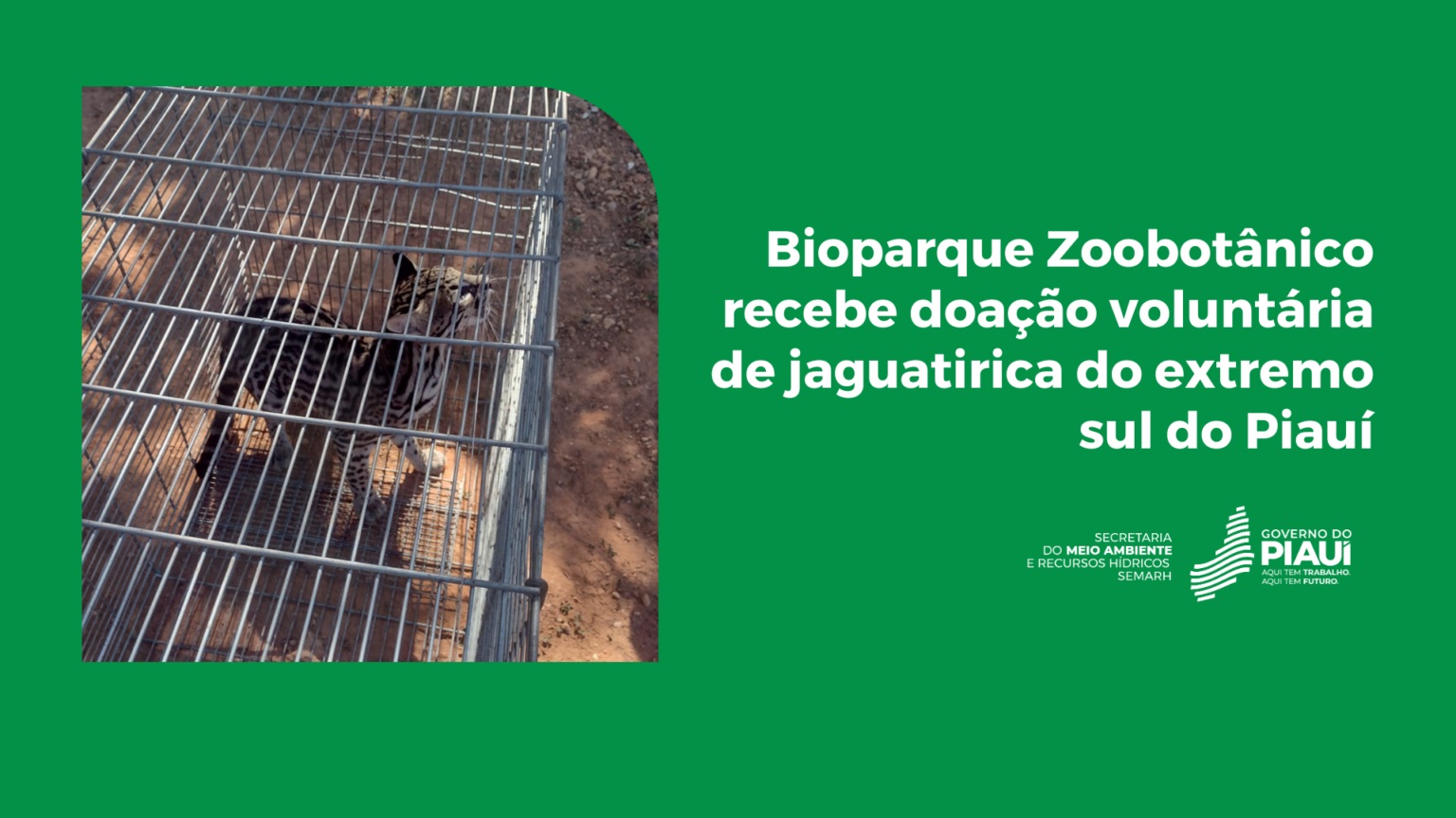 Bioparque Zoobotânico recebe doação voluntária de jaguatirica