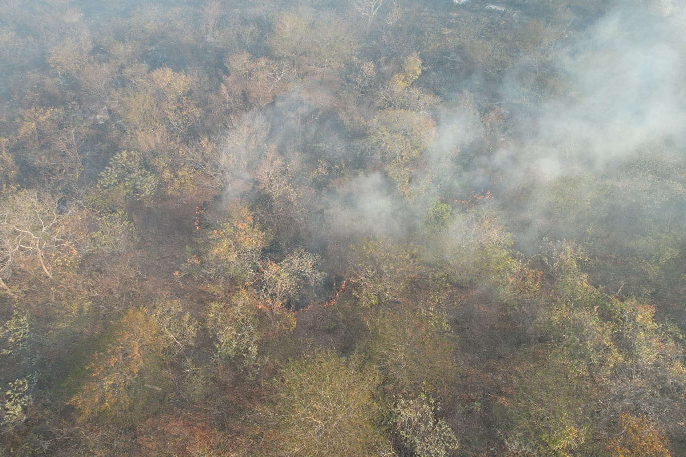 Incêndio ameaça comunidades rurais do Norte do Piauí e do Ceará