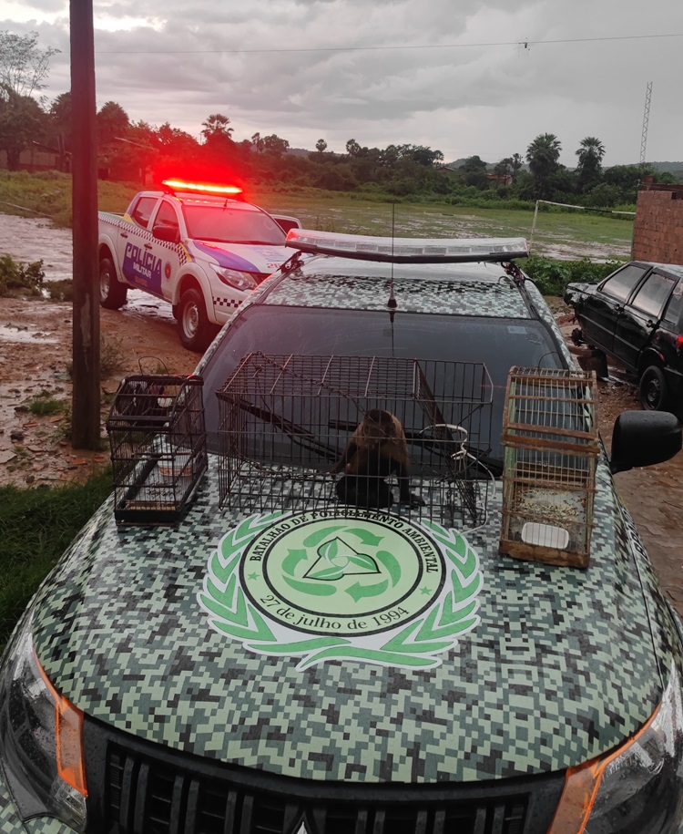 Macaca é resgatada em cativeiro dentro de casa no Norte do Piauí