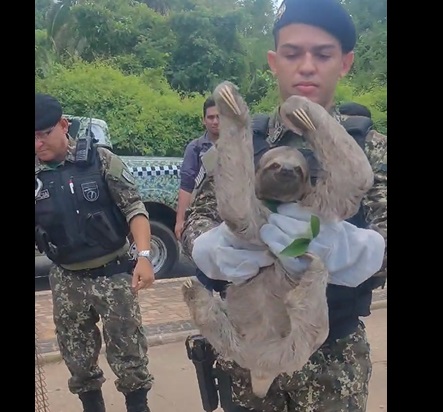 Bicho preguiça é resgatado tentando atravessar avenida em Teresina