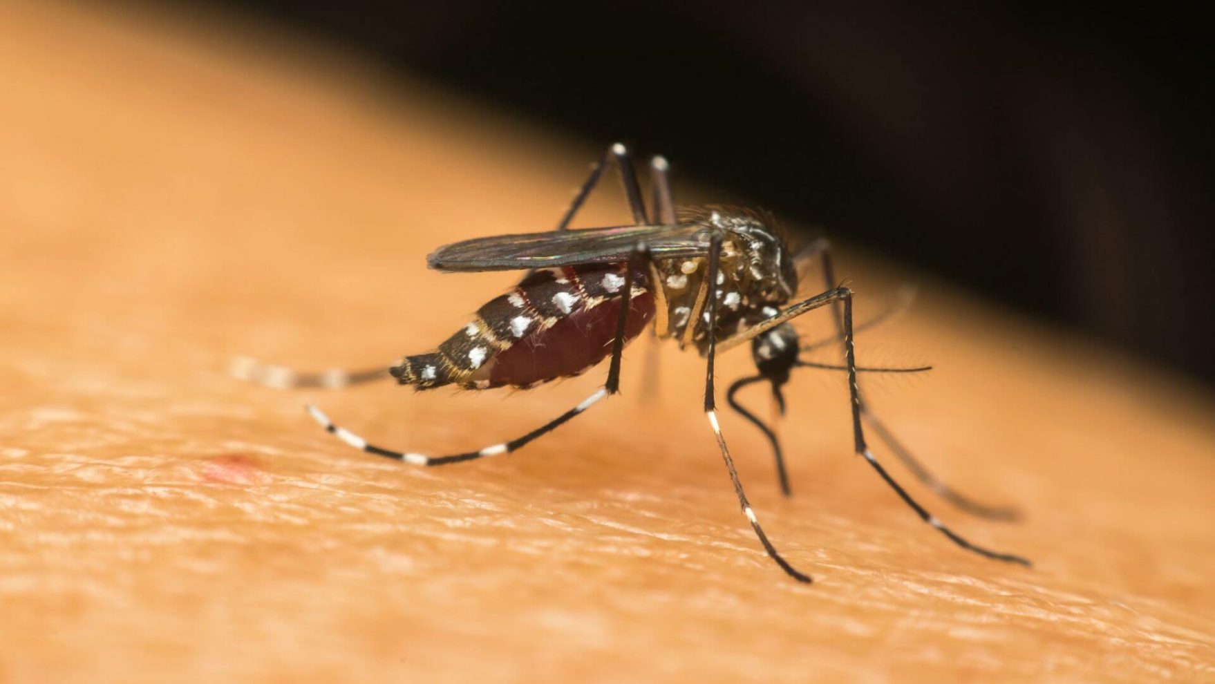 Após aumento de casos, Sesapi reforça ações contra a Dengue no Piauí