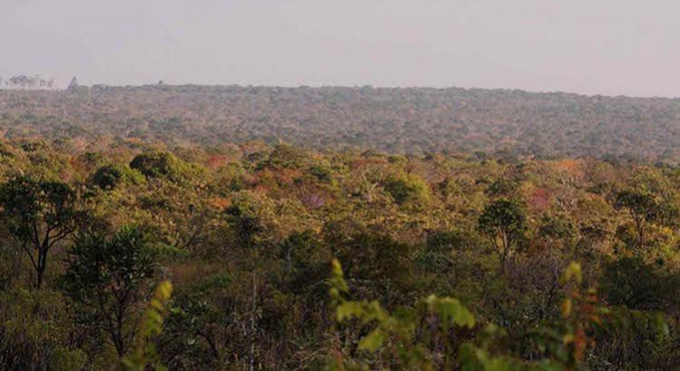 Piauí é o único Estado a reduzir desmatamento no Cerrado brasileiro