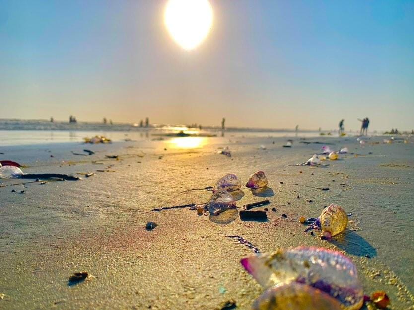 Banhistas relatam queimaduras com ‘caravelas-portuguesas’ em praias do Piauí