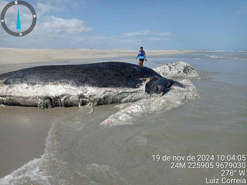 Baleia é encontrada morta em praia no Litoral do Piauí