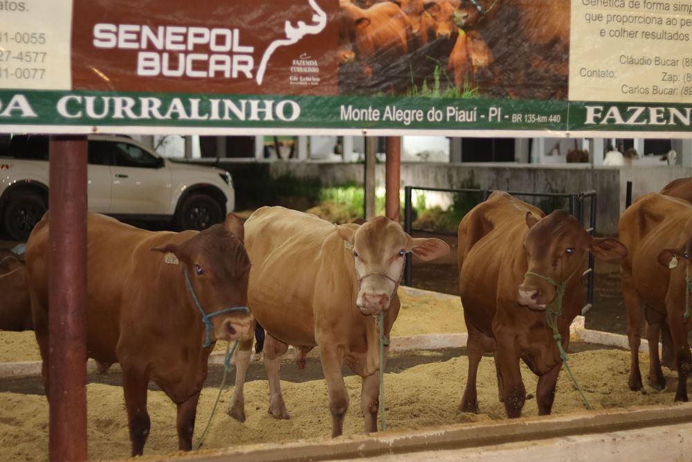 Cavalgada deu início a 73ª Expoapi neste domingo ; veja programação de shows gratuítos